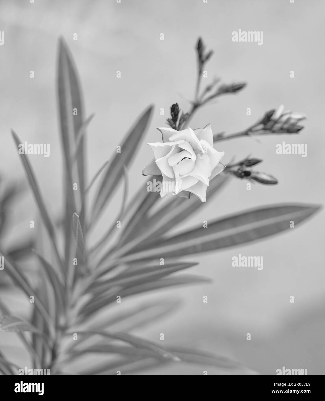 Flowering pink nerium oleander flower with blurred green leaves Stock Photo Alamy