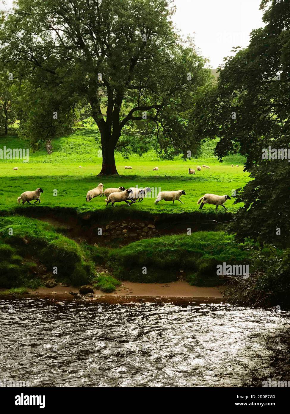 Organic Lamb Sheep Stock Photo