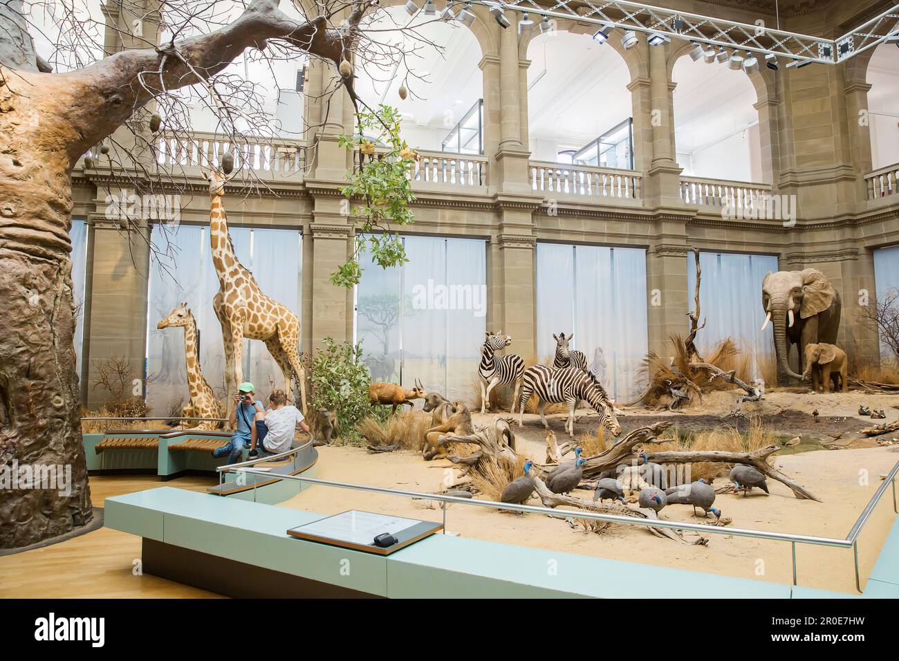 The Zoological Research Museum Alexander Koenig, permanent exhibition Savannah, natural history museum, Bonn, North Rhine Westphalia, Germany Stock Photo