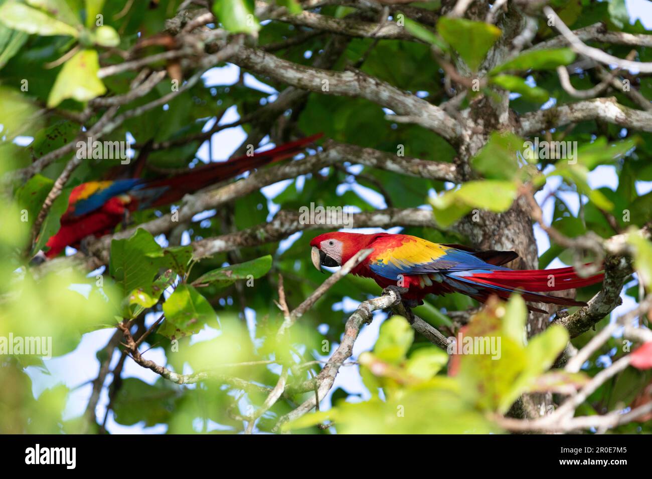 Scarlet macaws (lapa roja) in the trees, Playa Blanca, Osa Peninsula, Costa Rica, Central America Stock Photo