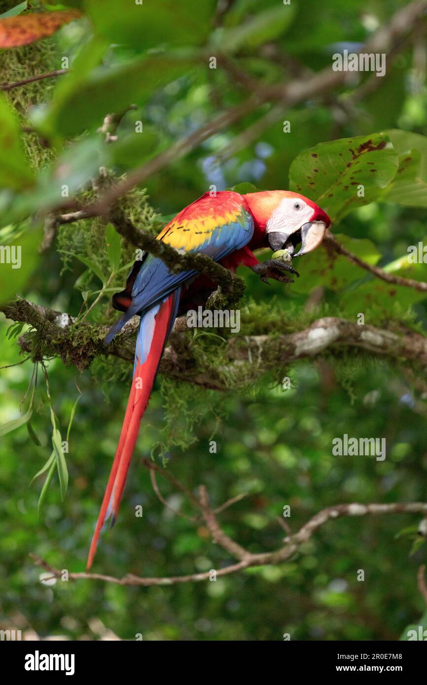 A scarlet macaw (lapa roja) in the trees, Playa Blanca, Osa Peninsula, Costa Rica, Central America Stock Photo