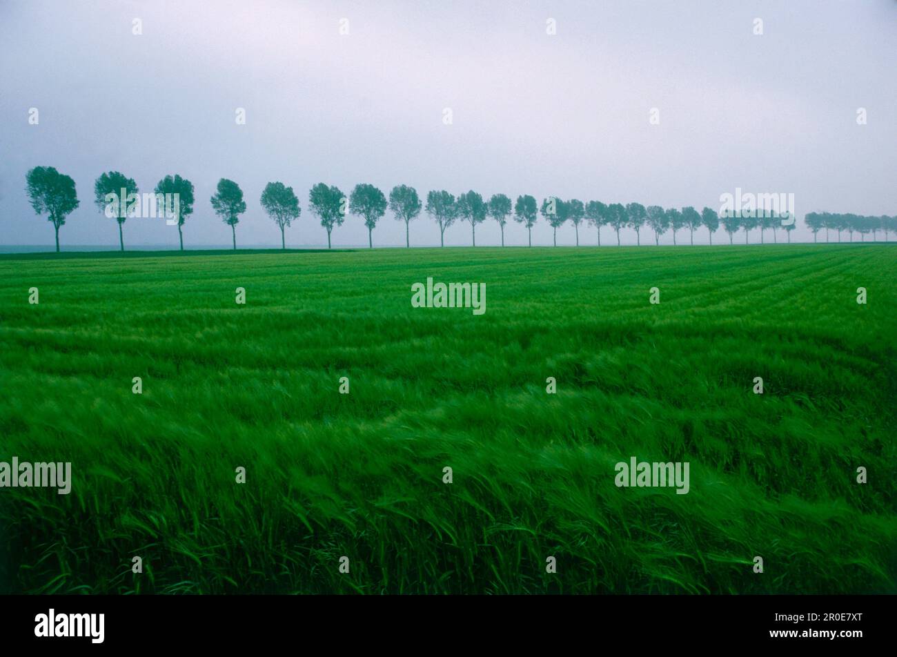 Row of trees in a field hi-res stock photography and images - Alamy