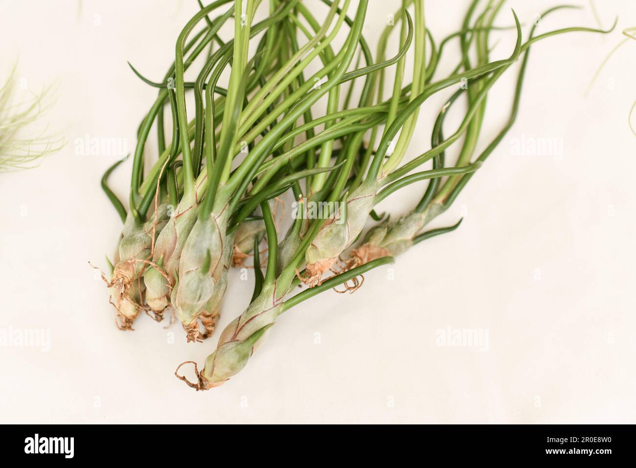Green tillandsia air plants on a white background Stock Photo