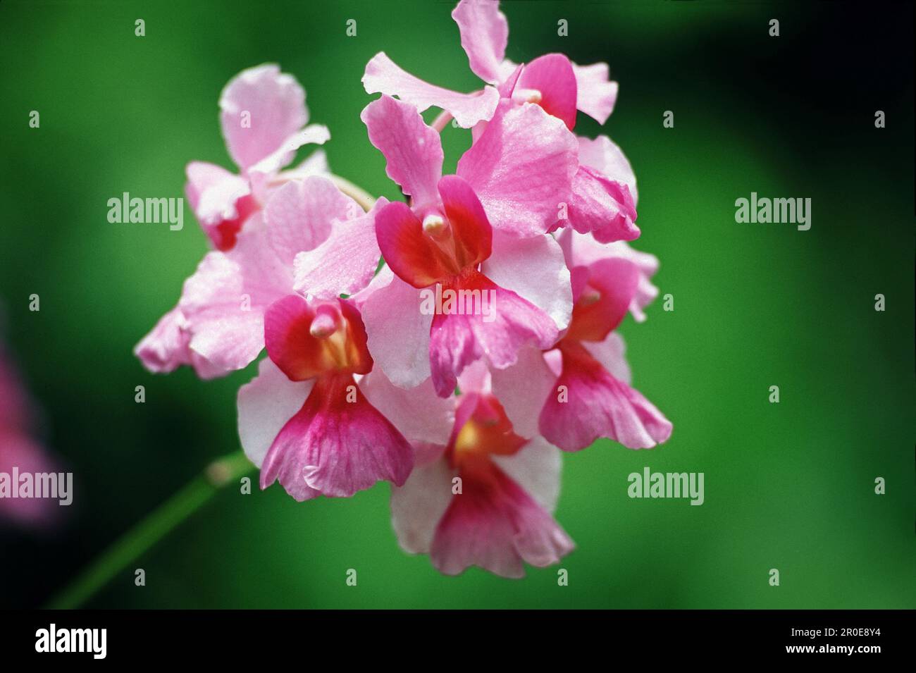 Flower at tropical garden at Bonne Terre, St. Lucia, Caribbean, America