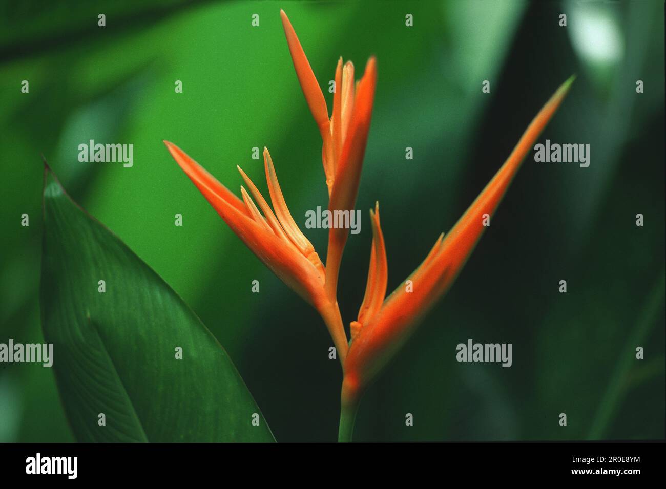 Tropical Garden in Bonne Terre, St. Lucia, Caribbean Stock Photo Alamy