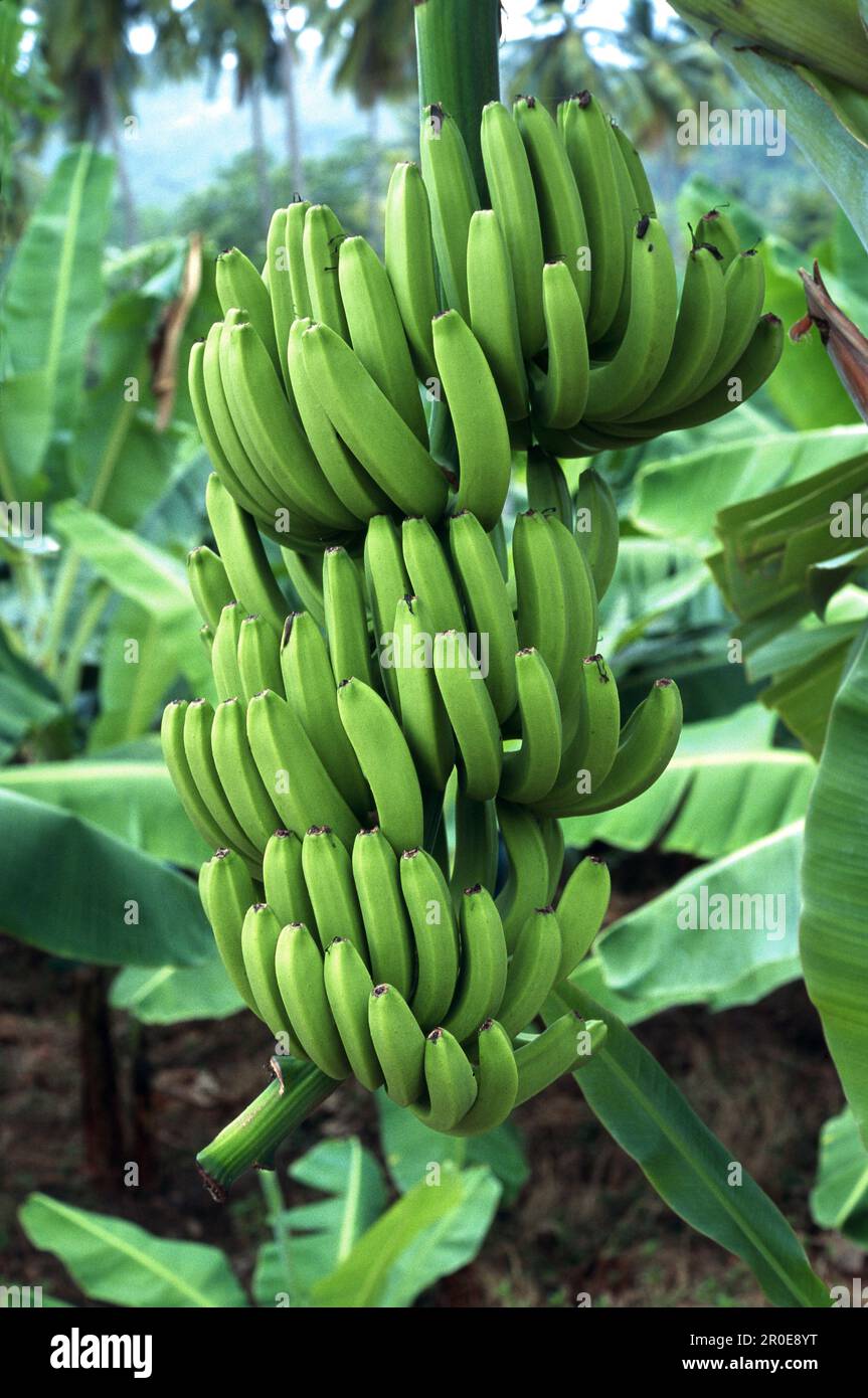Banana tree with bananas, St. Lucia, Caribbean, America Stock Photo Alamy