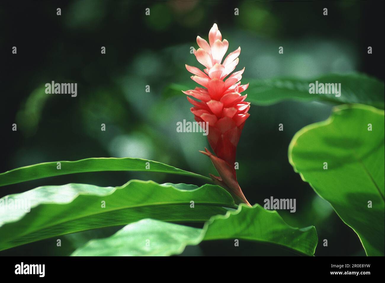 Flower at tropical garden at Bonne Terre, St. Lucia, Caribbean, America