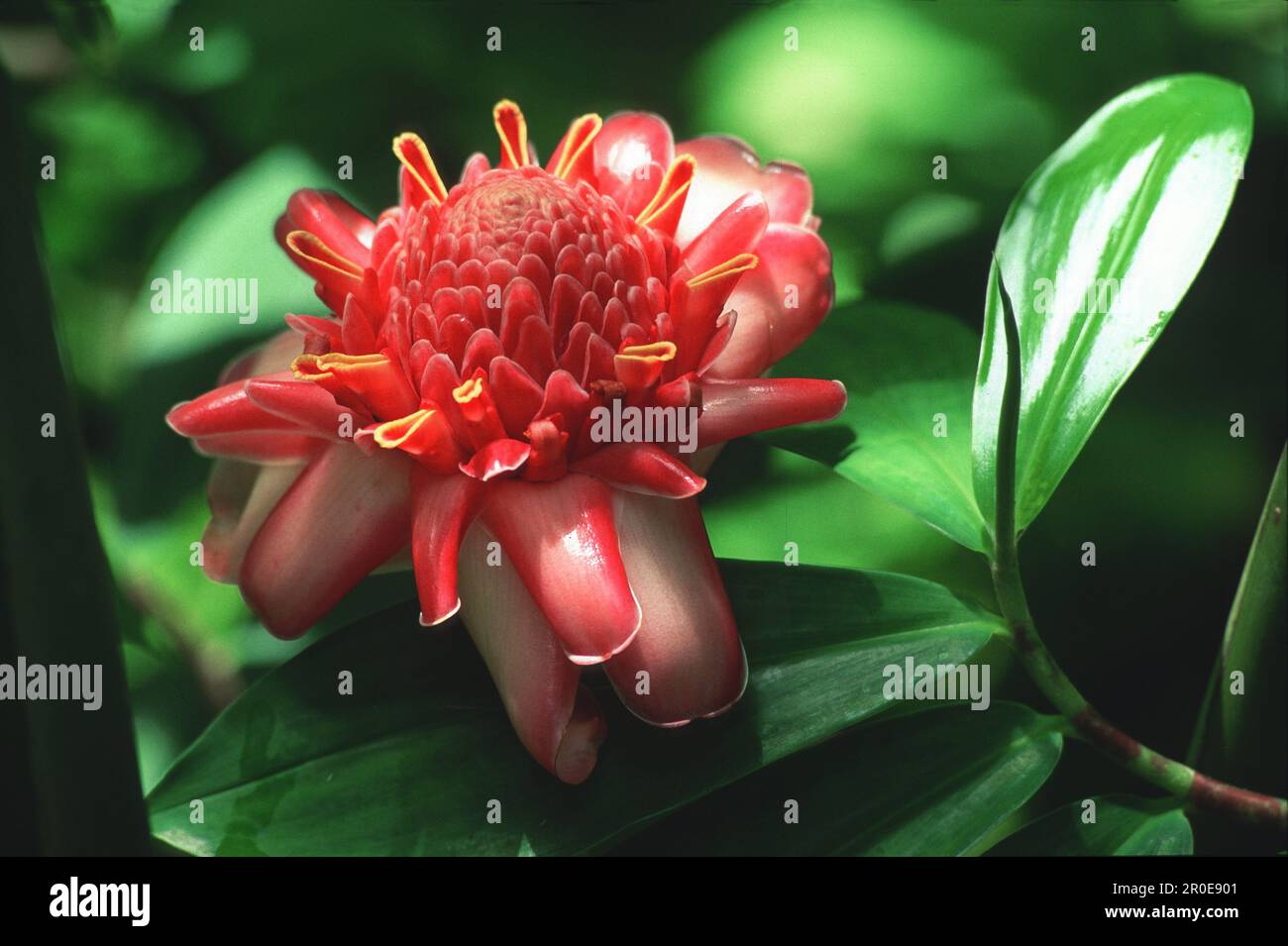 Flower at tropical garden at Bonne Terre, St. Lucia, Caribbean, America