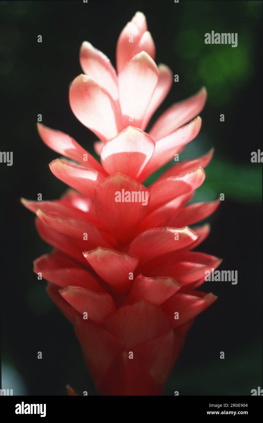 Tropical Garden in Bonne Terre, St. Lucia, Caribbean Stock Photo Alamy