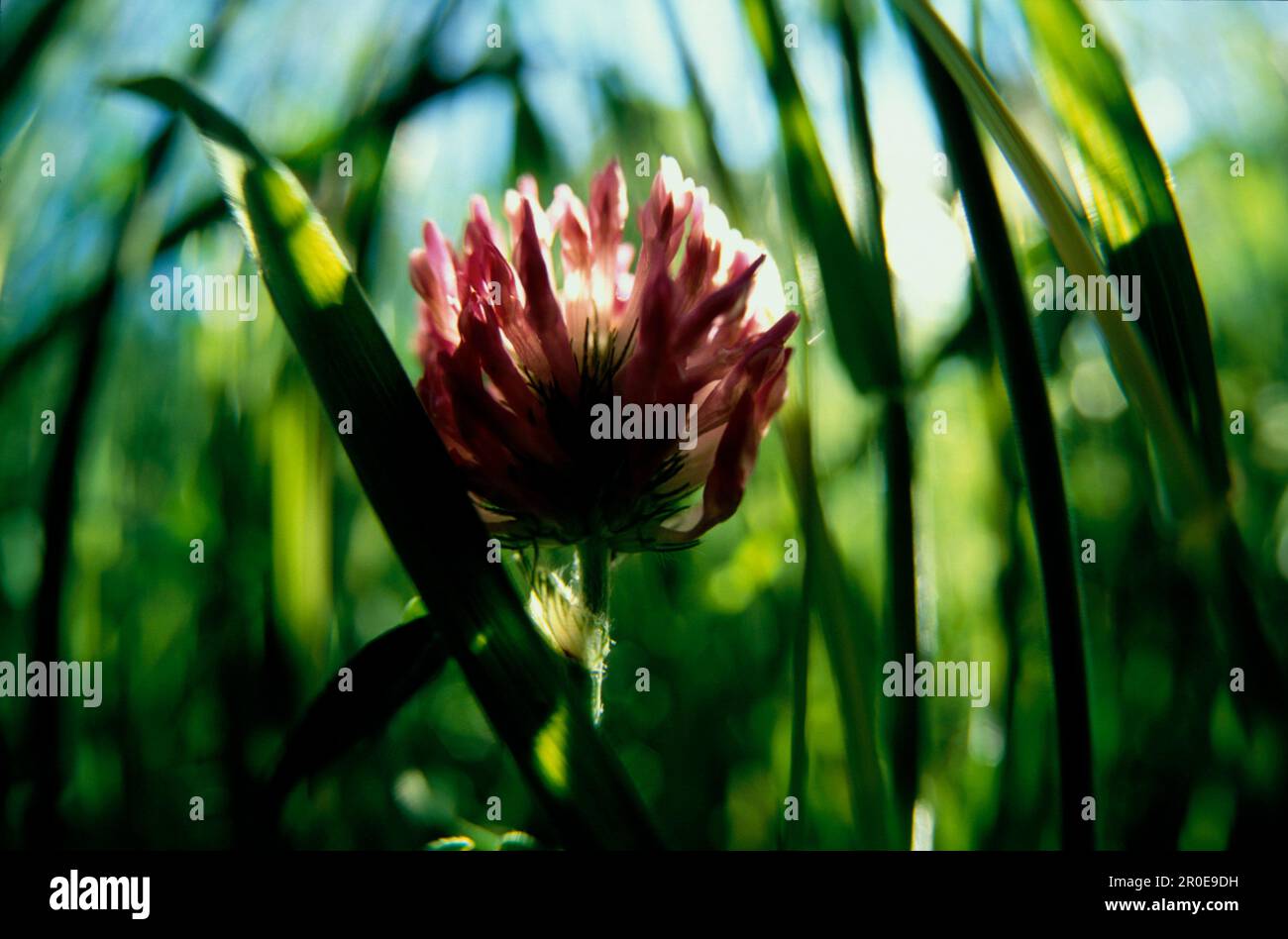 Bluete, Detail Nature Stock Photo