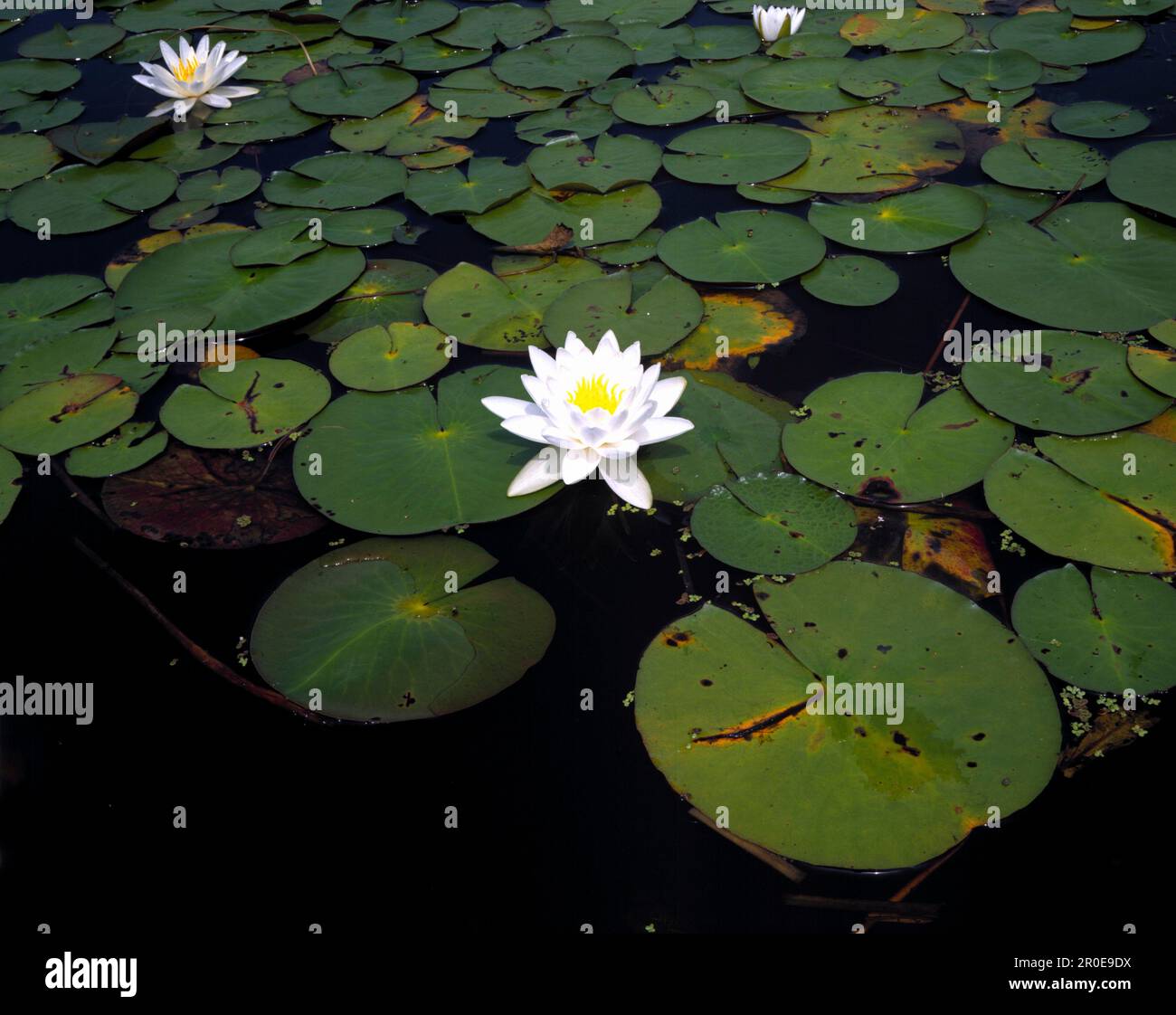 Teich mit Seerosen Stock Photo