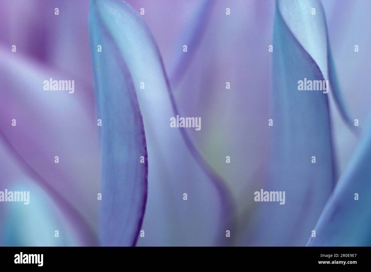 Blume Bluete Stock Photo