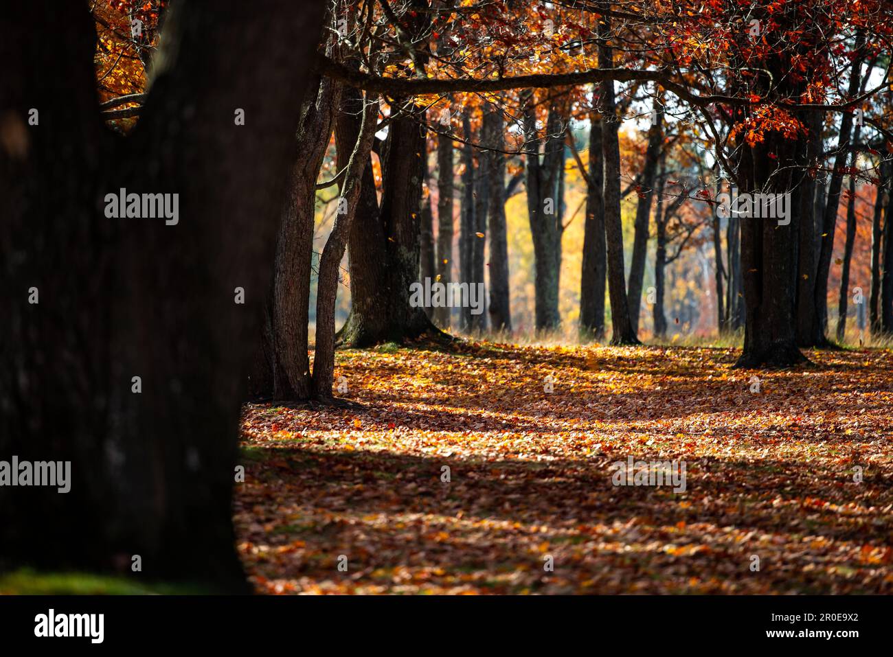 A scenic autumn landscape with vibrant leaves blanketing the ground ...