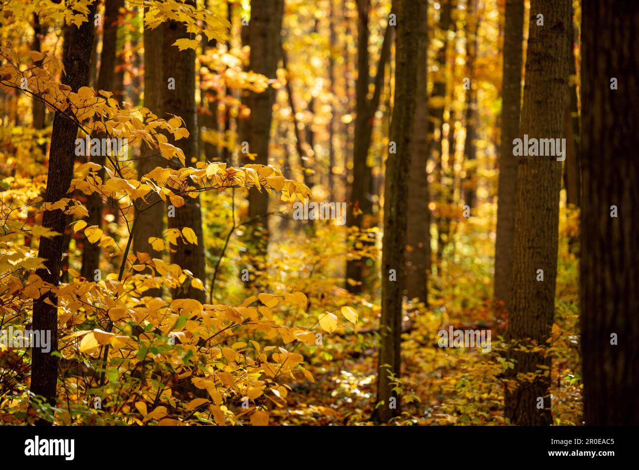 A scenic autumn landscape with vibrant leaves blanketing the ground ...