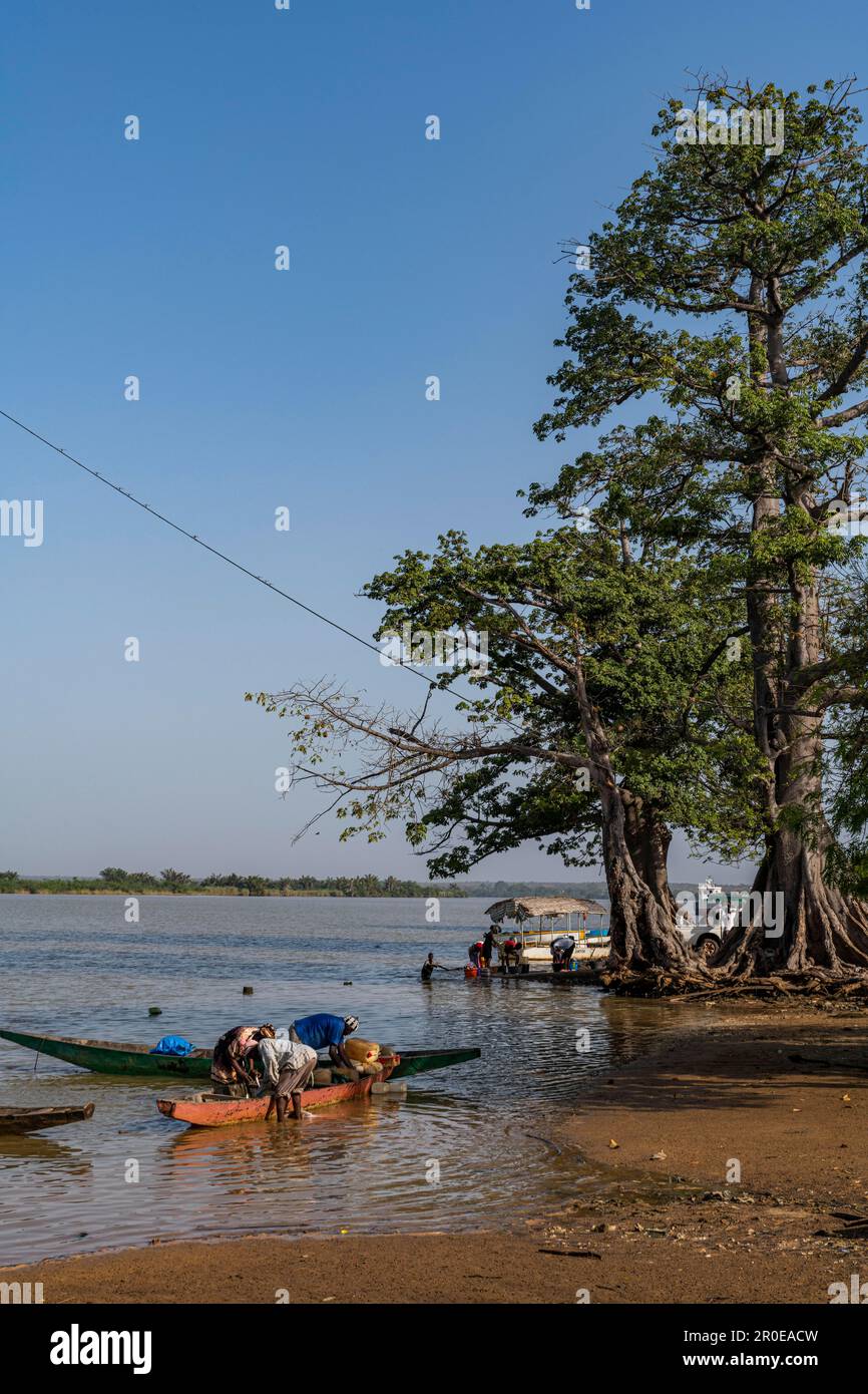 Shore Rever River shore, River Gambia National Park, Gambia Stock Photo - Alamy