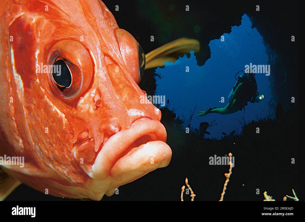 Husarenfisch und Taucher, Indischer Ozean Malediven Stock Photo