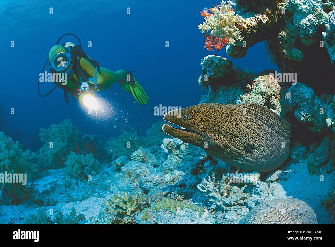 Moray eel and diver, Read See, Egypt Stock Photo Alamy