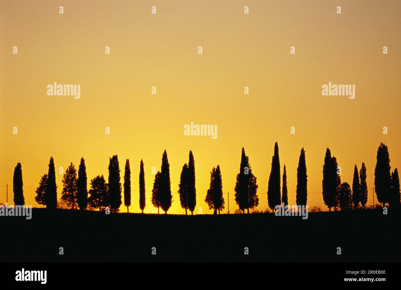 Pine tree symbolism hi-res stock photography and images - Alamy