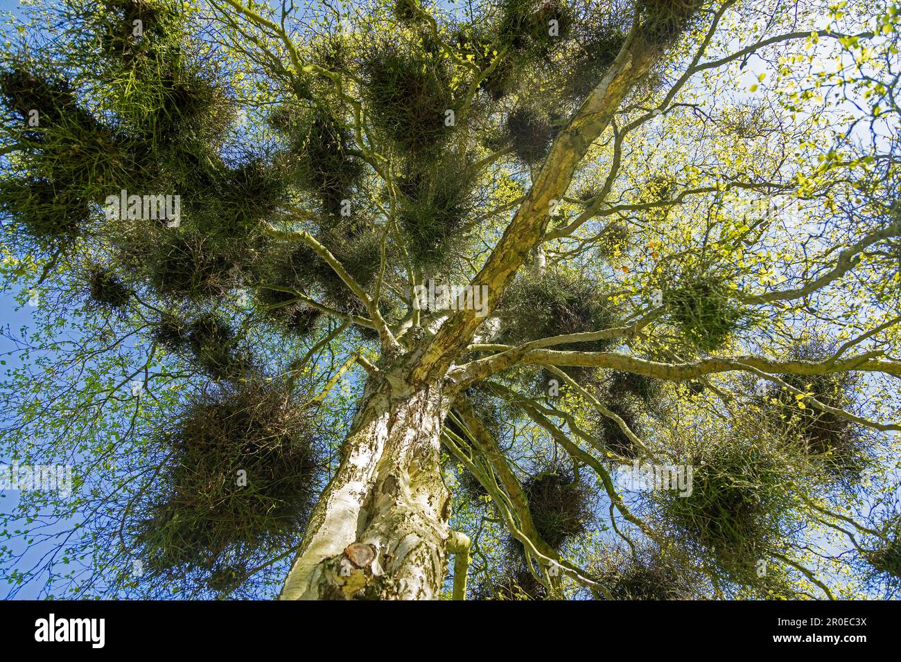 Mistletoe in a birch tree, cemetery, Sieseby, Schlei, Schleswig-Holstein, Germany Stock Photo