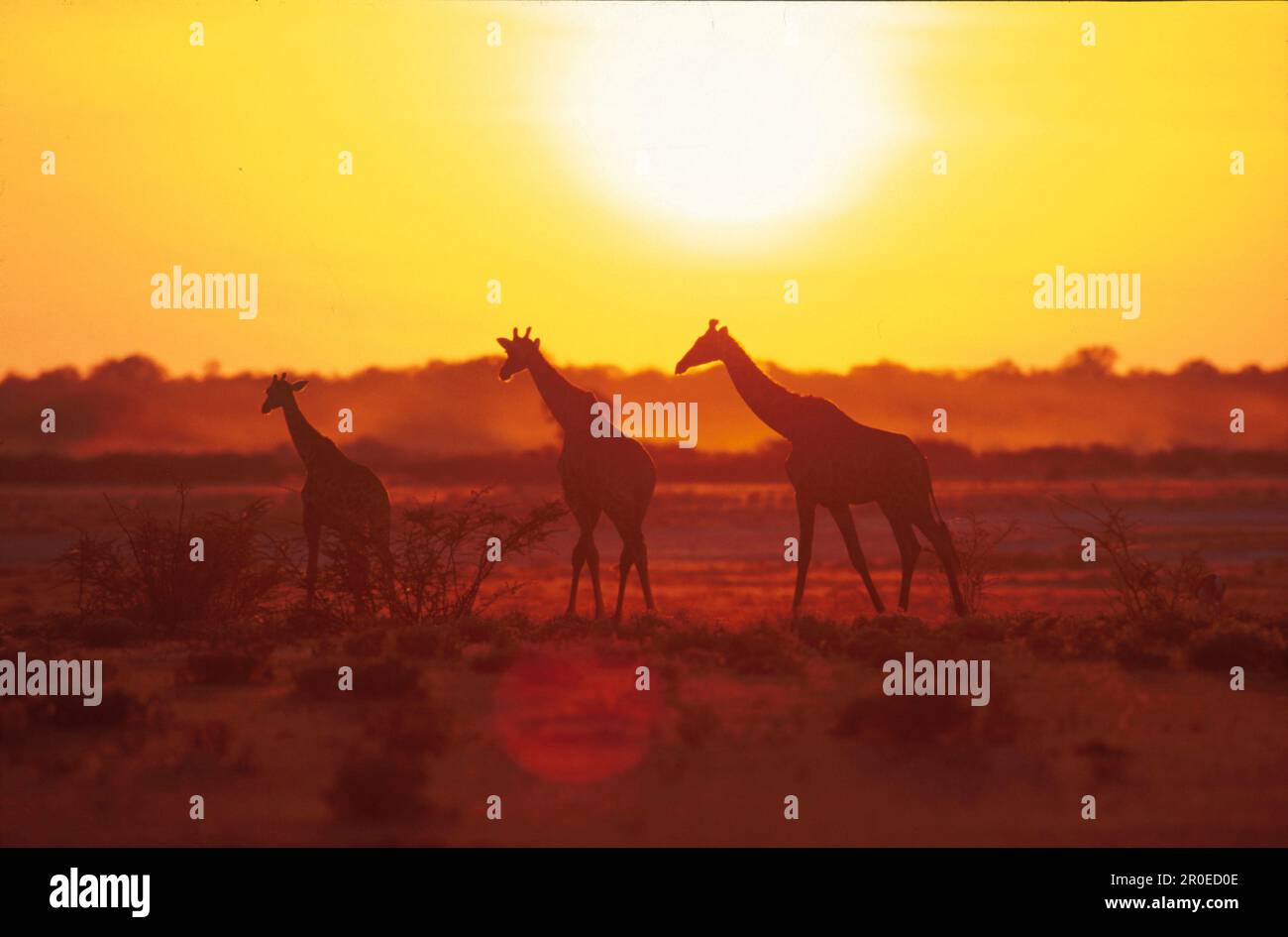 Giraffen vor Sonnenuntergang, Namutoni, Etosha Nationalpark Namibia Stock Photo