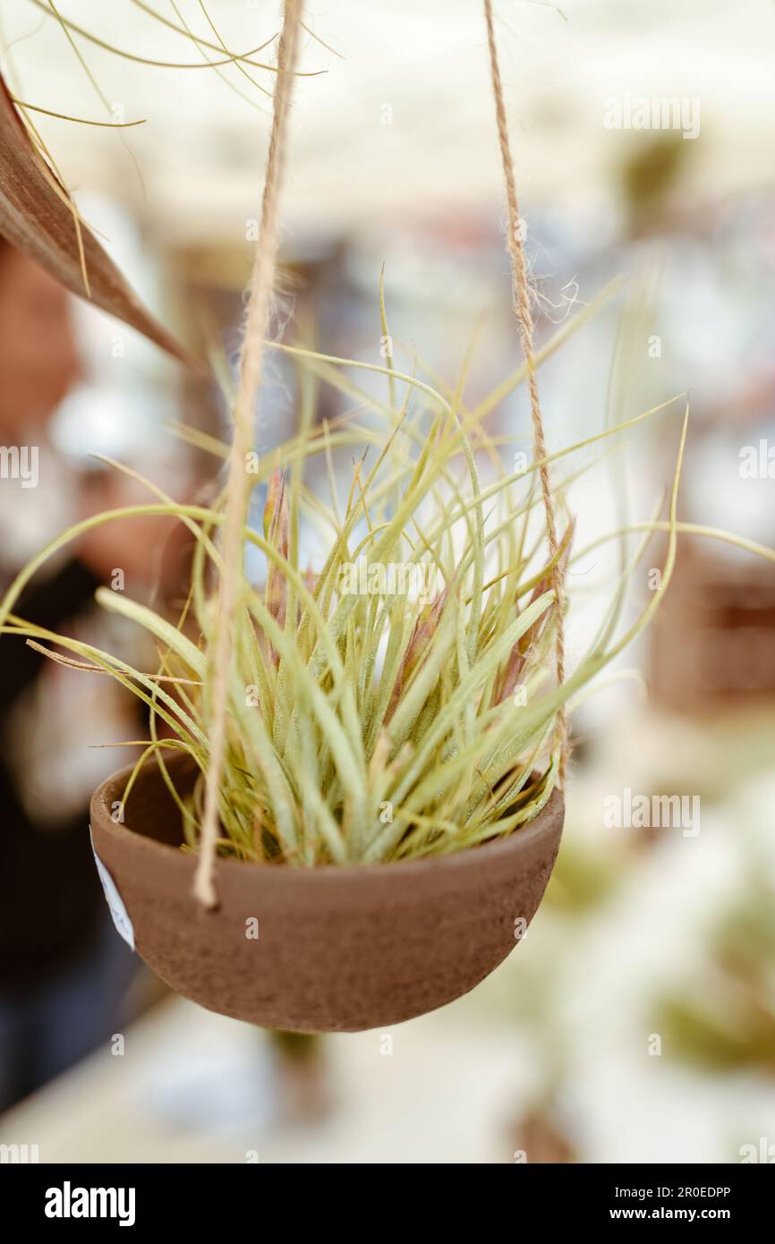 Tillandsia capitata hi-res stock photography and images - Alamy