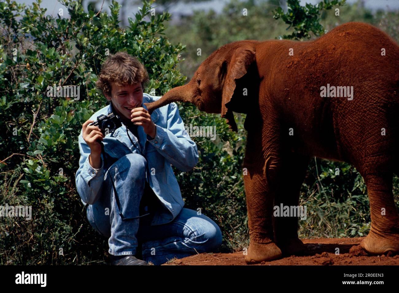 Junger Elefant, Ajok Kura Stock Photo