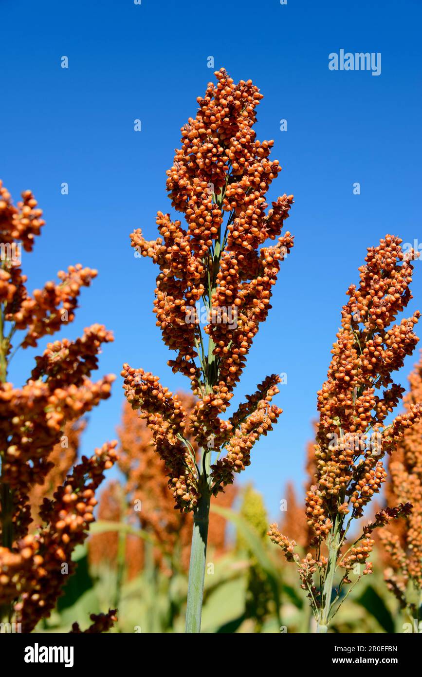 Millet field near Pandamatenga, Botswana, Africa Stock Photo Alamy