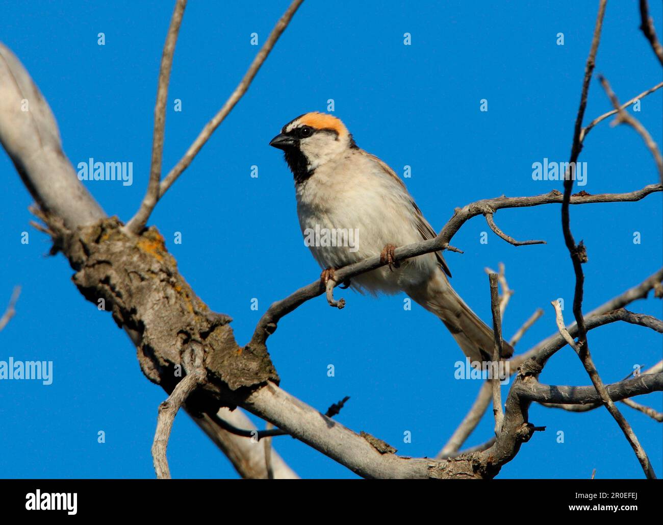 Saxaul sparrow (Passer ammodendri nigricans) adult, sitting in tree, Almaty province, Kazakhstan Stock Photo