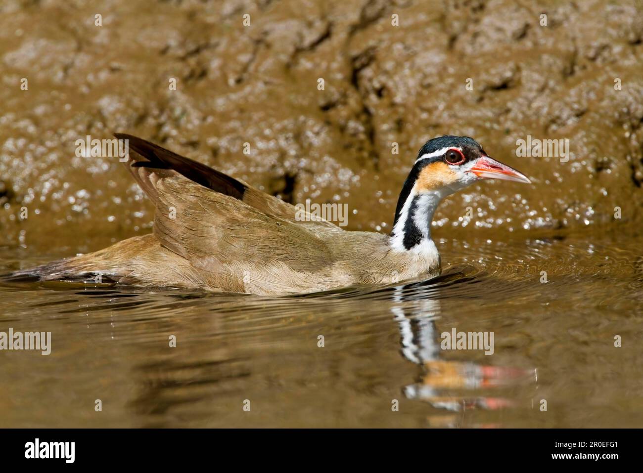 Heliopais, Colymbus fulica, sungrebe (Heliornis fulica), Lesser Finfoot (fulica), Finfoot, Finfoot, Animals, Birds, Sungrebe adult female, swimming Stock Photo