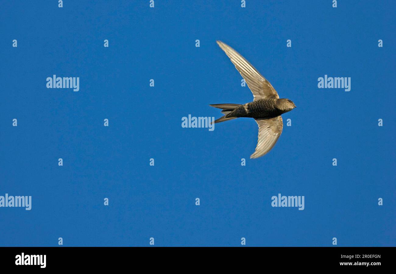 Plain Swift (Apus unicolor) adult, vagrant, in flight, Norfolk, England, United Kingdom Stock Photo