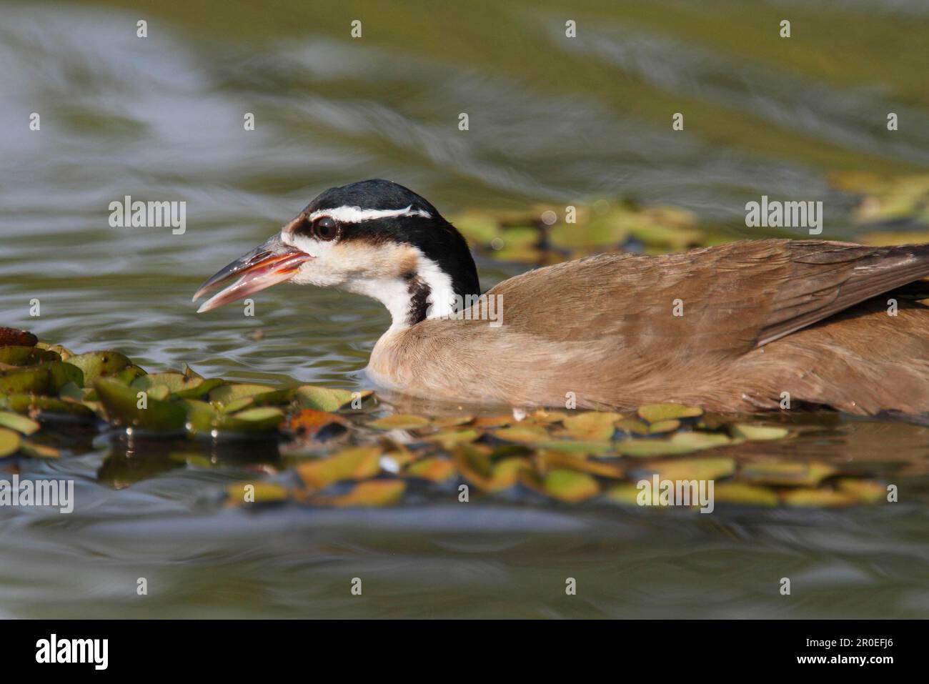 Heliopais, Colymbus fulica, sungrebe (Heliornis fulica), Lesser Finfoot (fulica), Finfoot, Finfoot, Animals, Birds, Sungrebe adult, swimming Stock Photo