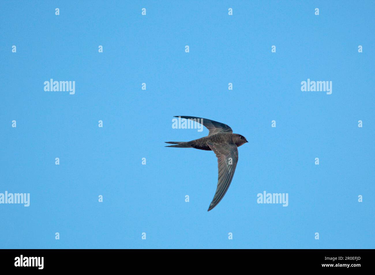 Plain swift (Apus unicolor) adult, in flight, Catalina Garcia, Fuerteventura, Canary Islands Stock Photo