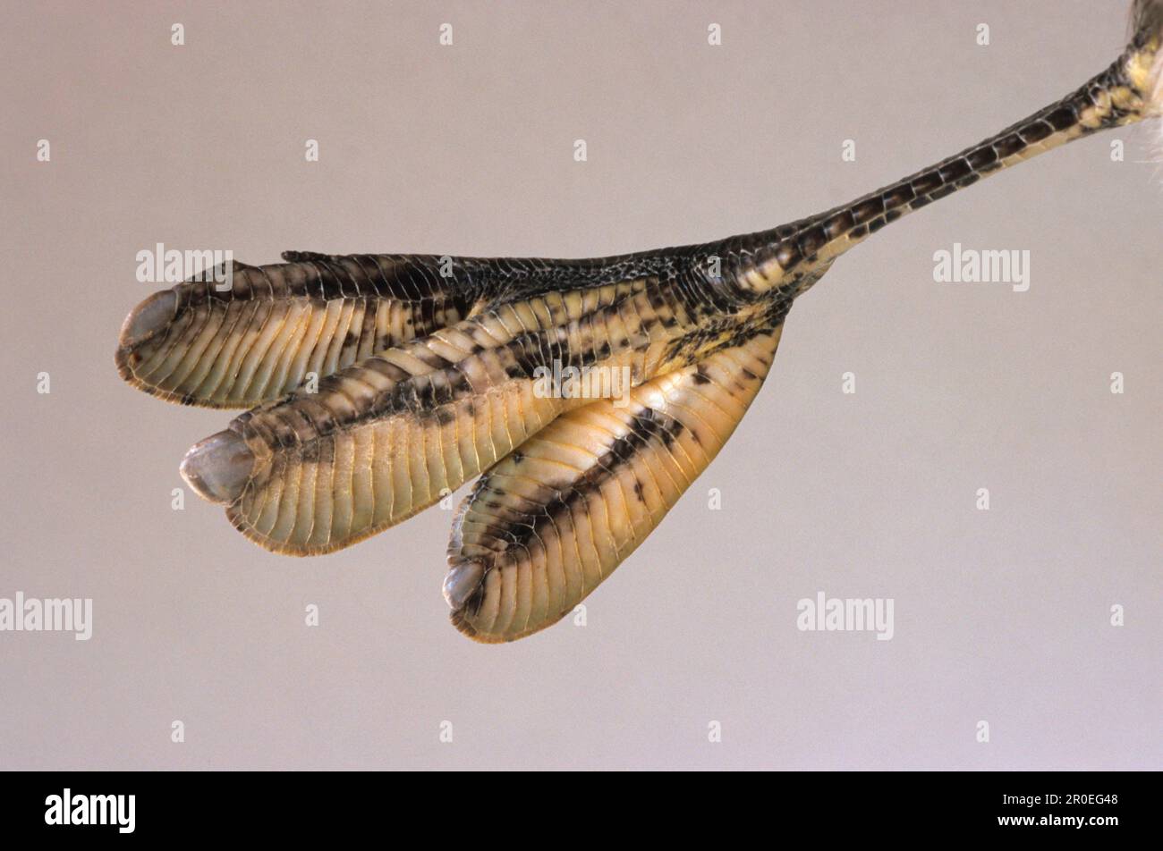 Great crested grebe (Podiceps cristatus) adult, close-up of foot ...