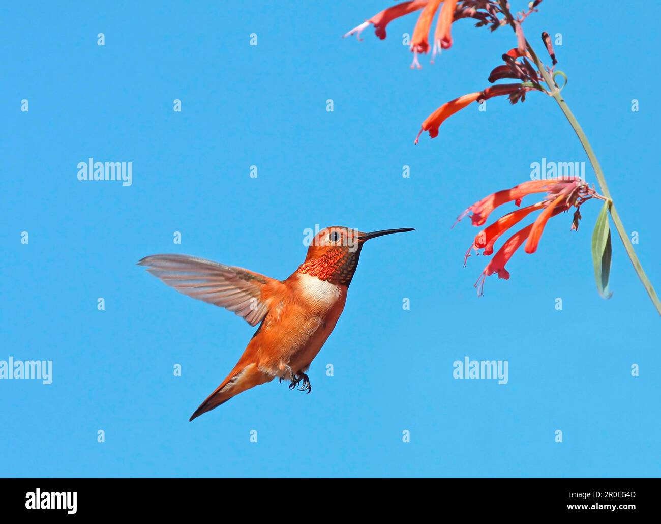 Rufous Hummingbird (Selasphorus rufus) adult male, in flight, hovering at flowers, New Mexico (U.) S. A Stock Photo