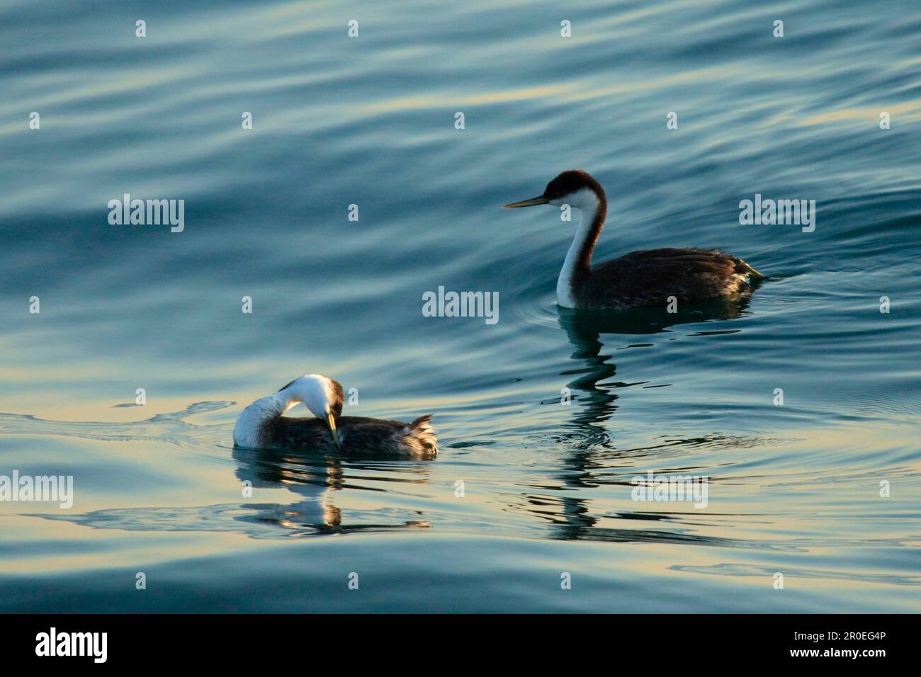 Western grebe (Aechmophorus occidentalis) two adults, swimming and preening on water, utricularia ochroleuca (U.) (U.) S. A Stock Photo
