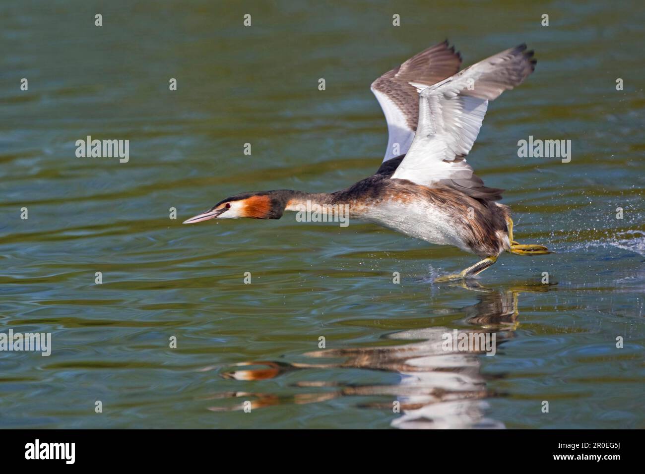 Great Crested Grebe (Podiceps cristatus) adult, taking off from water, River Thames, Henley-on-Thames, Thames Valley, Oxfordshire, England, United Stock Photo