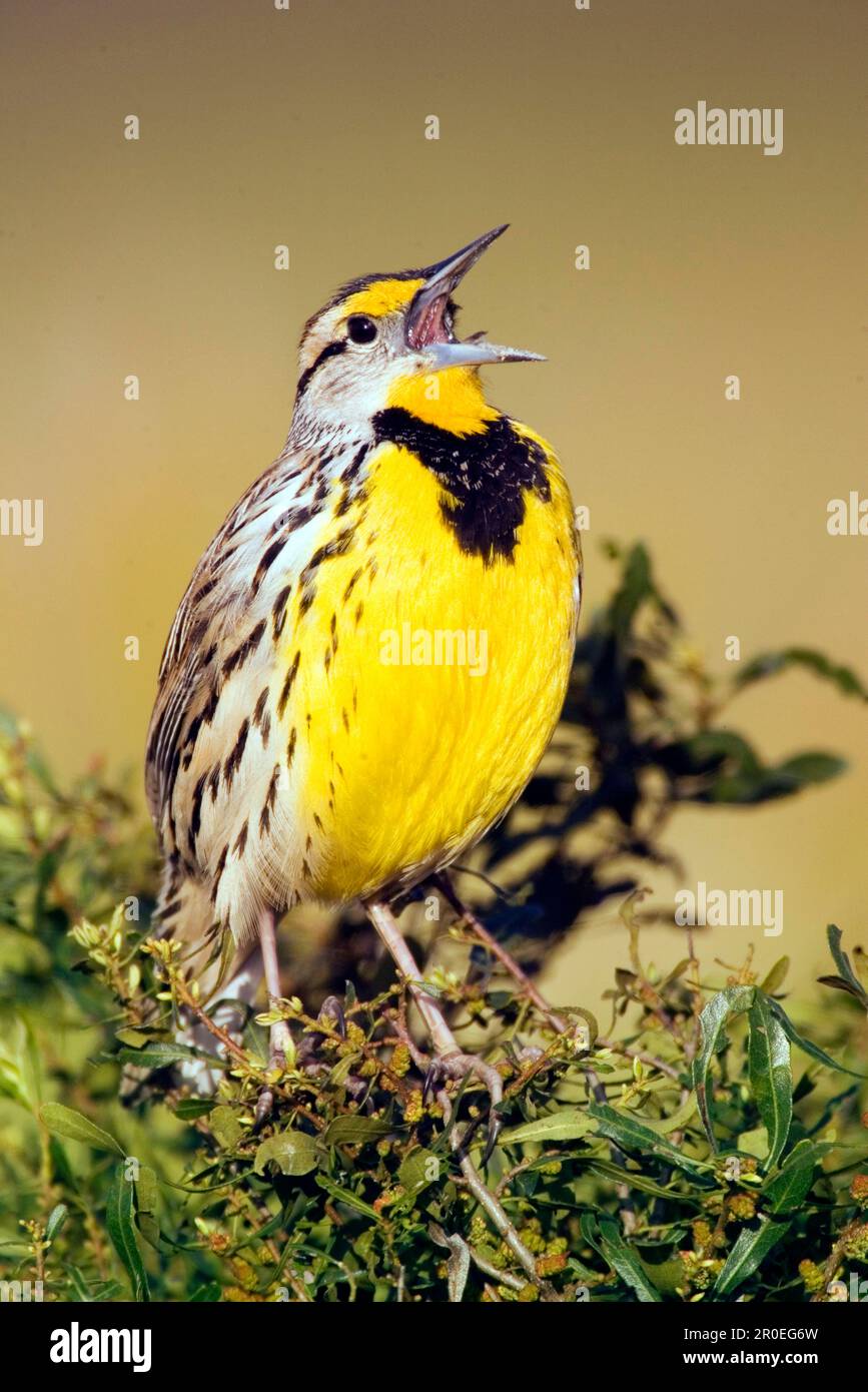Larkbird, eastern meadowlark (Sturnella magna), Songbirds, Animals, Birds, Eastern Meadowlark adult male, utricularia ochroleuca (U.) (U.) S. A Stock Photo