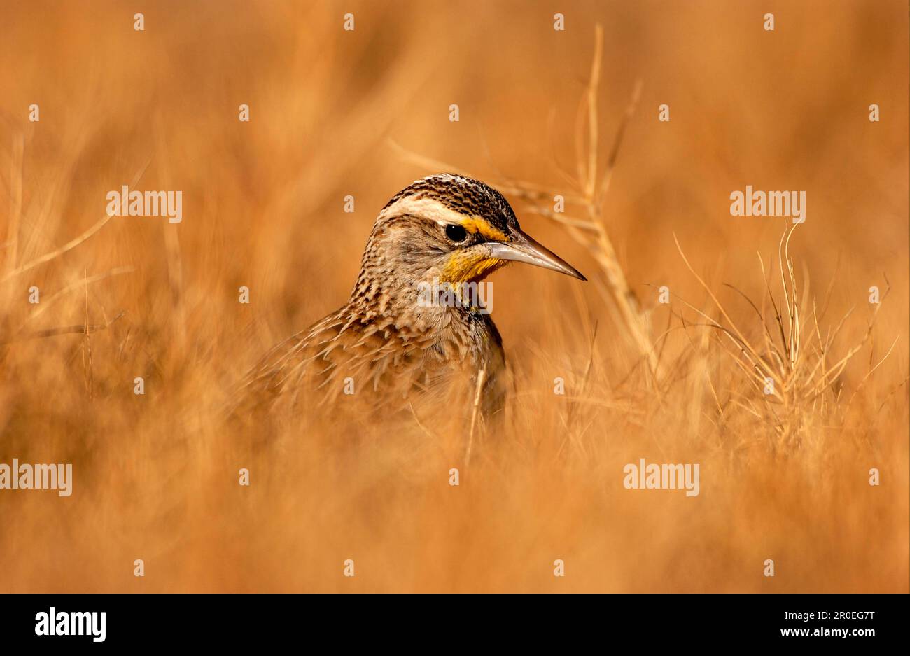 Western Meadowlark (Sturnella neglecta) In long grass, Bosque, New Mexico (U.) S. A Stock Photo