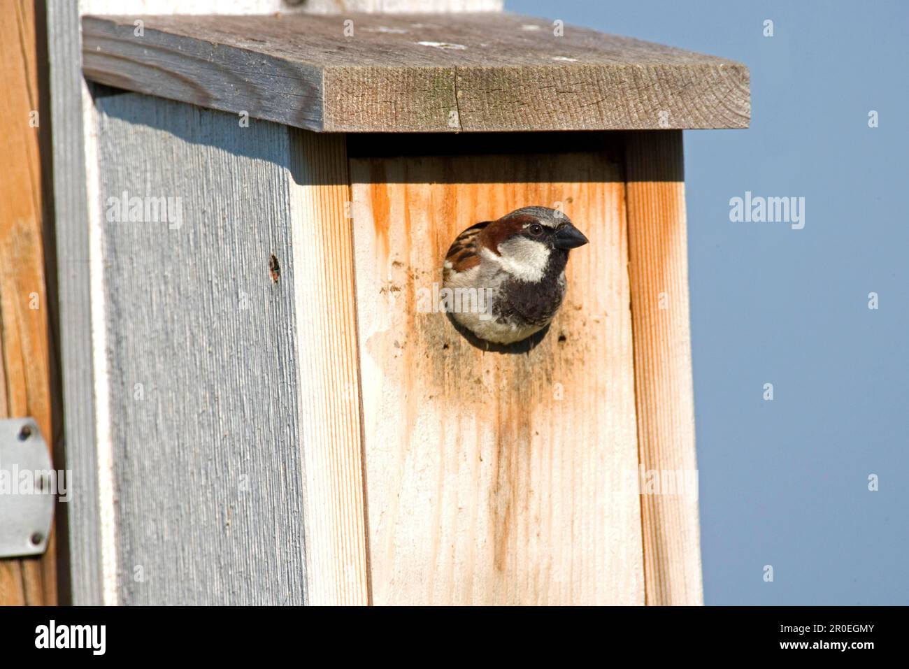 House sparrow (Passer domesticus) introduced species, adult male, at the entrance to the utricularia ochroleuca (U.) (U.) S. A Stock Photo