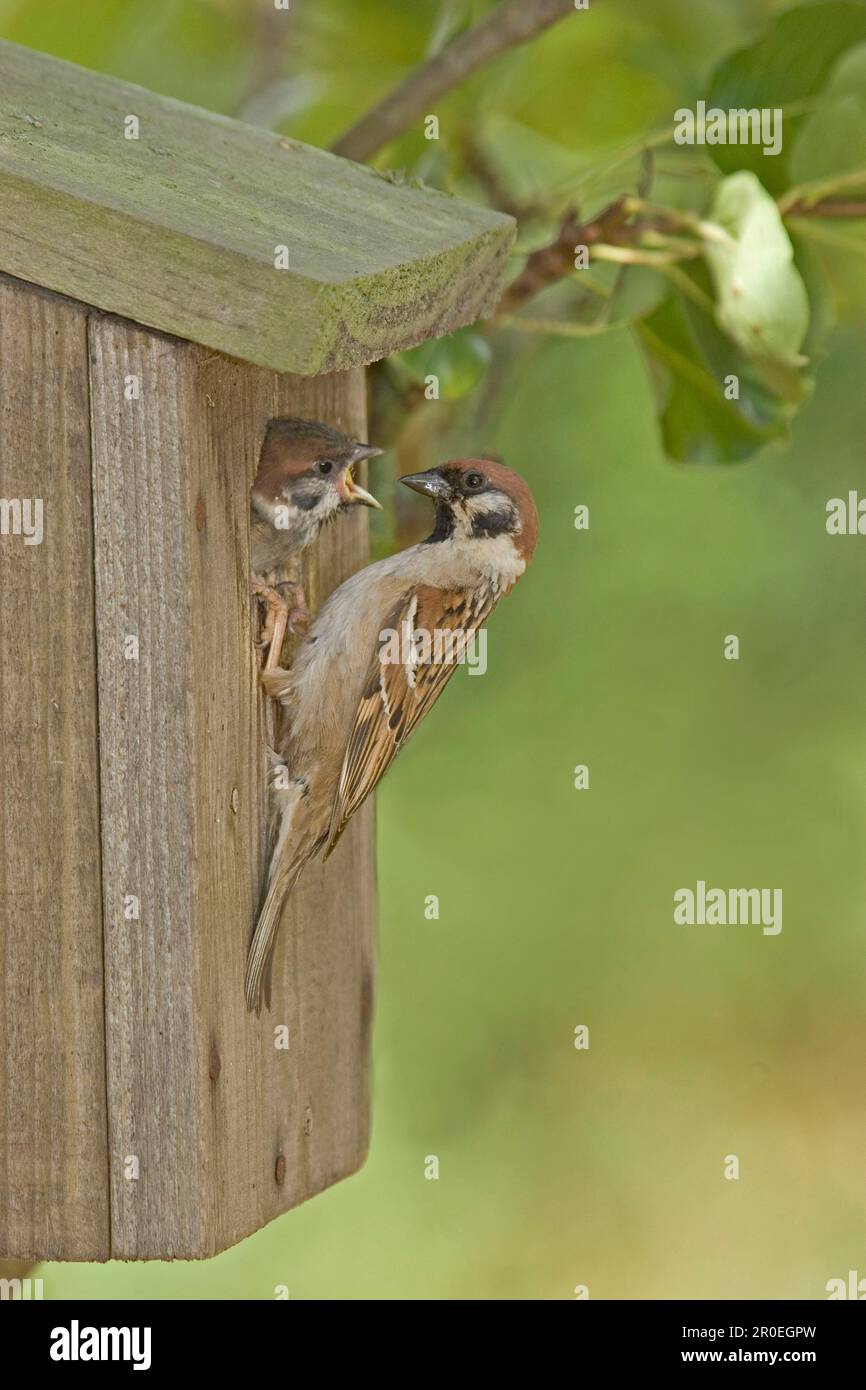 Tree Sparrow (Passer montanus) adult, at nestbox in pear tree, feeding young, England, United Kingdom Stock Photo