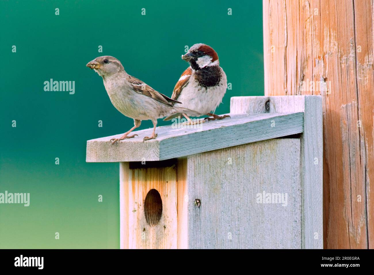 House sparrow (Passer domesticus) introduced species, adult pair, standing on utricularia ochroleuca (U.) (U.) S. A Stock Photo