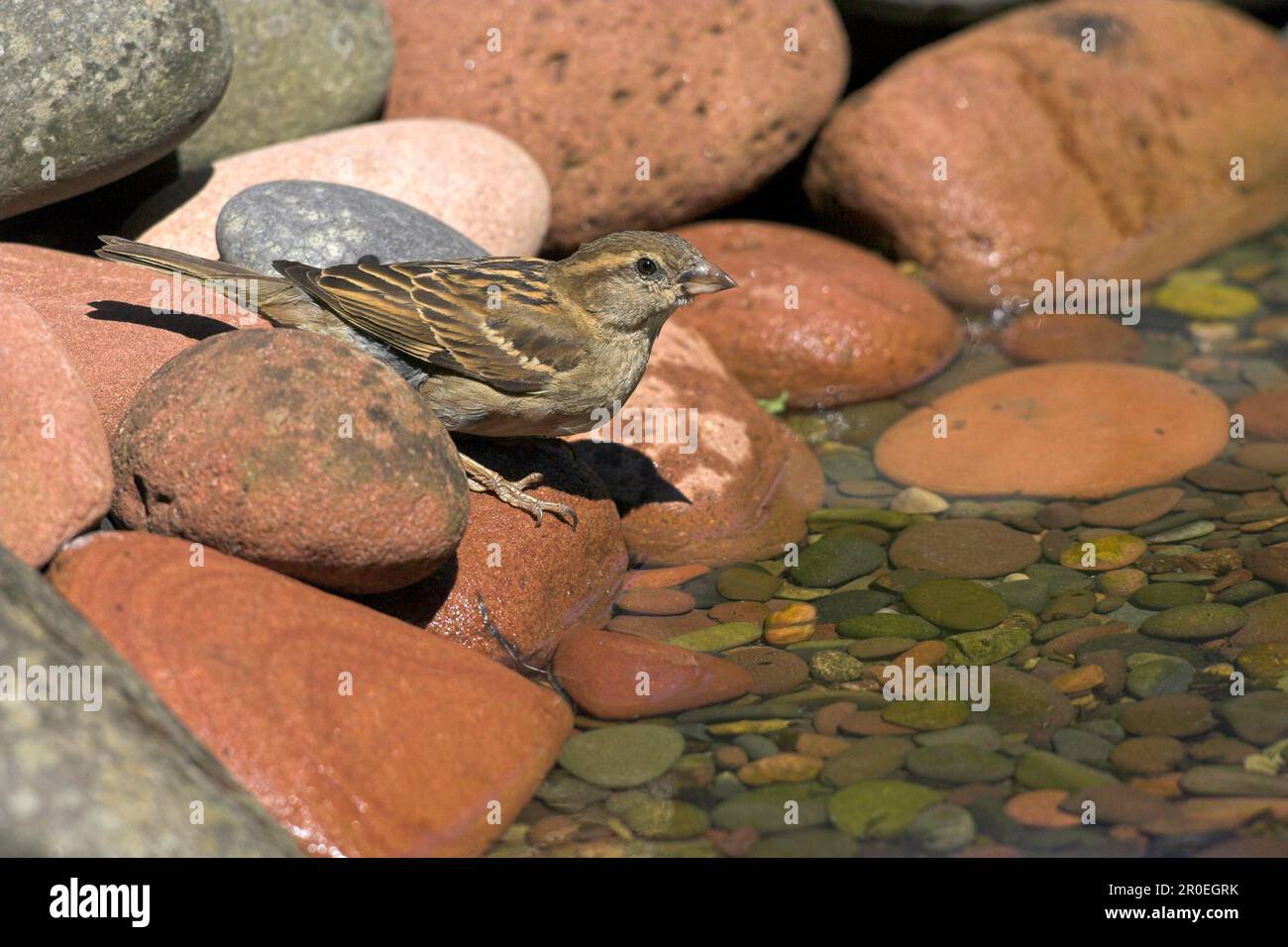 House Sparrow (Passer domesticus) adult female, standing on stones at edge of garden pond, Chirnside, Berwickshire, Scotland, United Kingdom Stock Photo