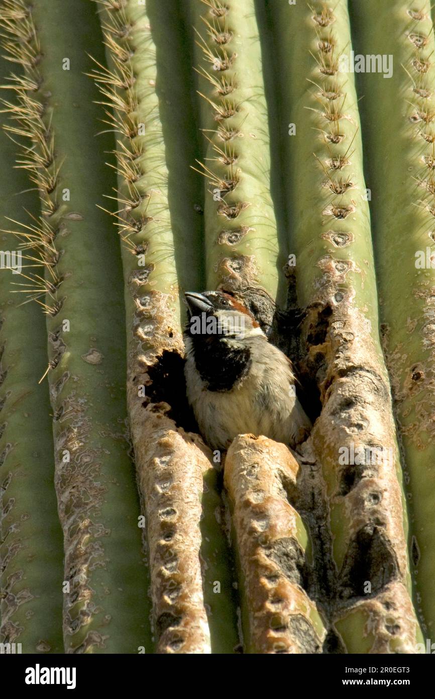 House sparrow (Passer domesticus) introduced species, adult male, at nest hole in saguaro cactus, Sonoran Desert, utricularia ochroleuca (U.) (U.) S. Stock Photo