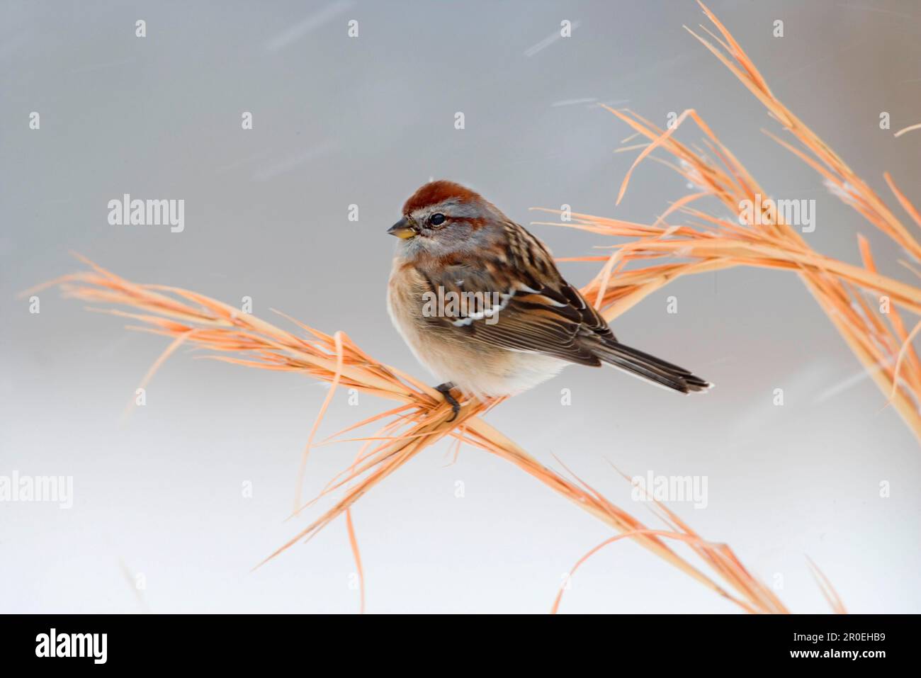 American Tree Sparrow (Spizella arborea) adult, utricularia ochroleuca (U.) (U.) S. A. Winter Stock Photo