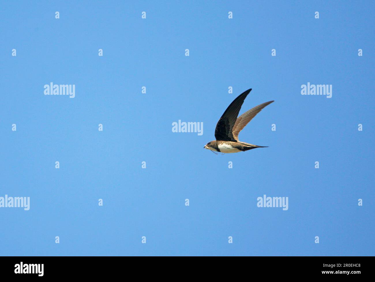 Swift nest collecting hi-res stock photography and images - Alamy