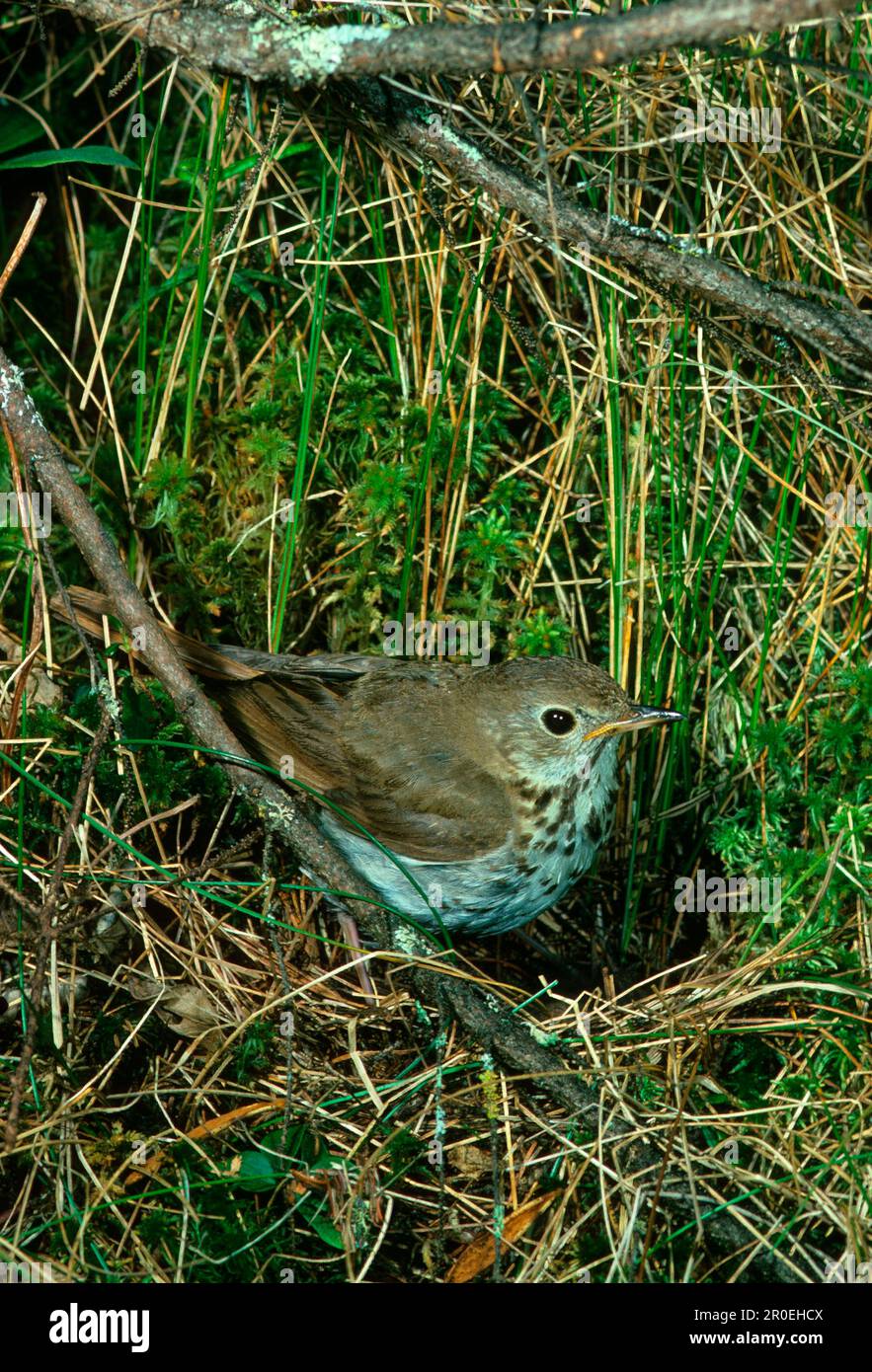 Thrush in detail hi-res stock photography and images - Alamy