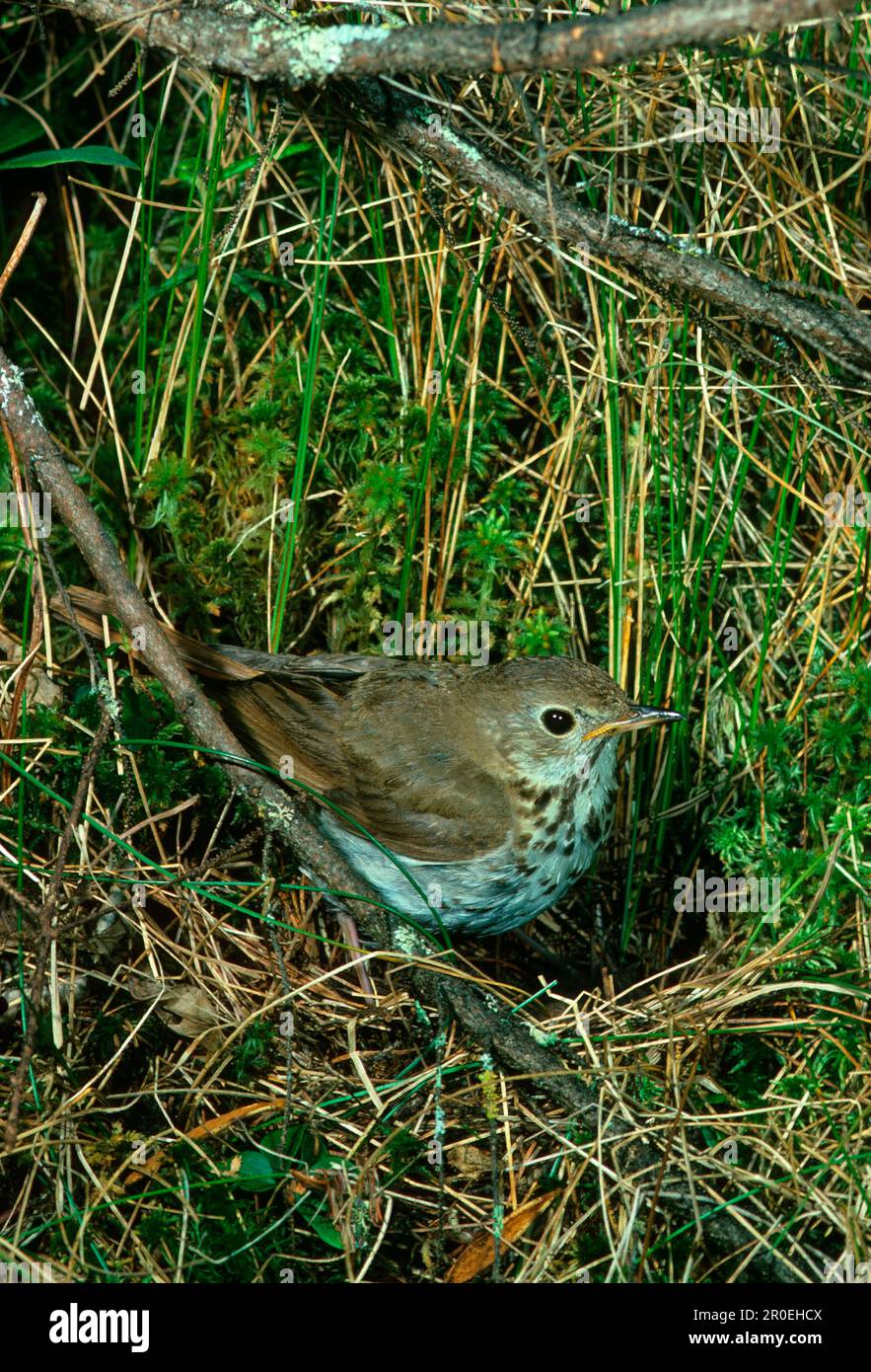 Hermit thrush (Catharus guttatus), Hermit Thrushes, Songbirds, Animals, Birds, Hermit Thrush close-up, perched in vegetation Stock Photo