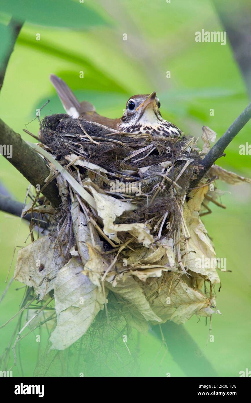 Wood thrush (Hylocichla mustelina), Wood Thrushes, Songbirds, Animals, Birds, Wood Thrush adult, sitting on utricularia ochroleuca (U.) (U.) S. A Stock Photo