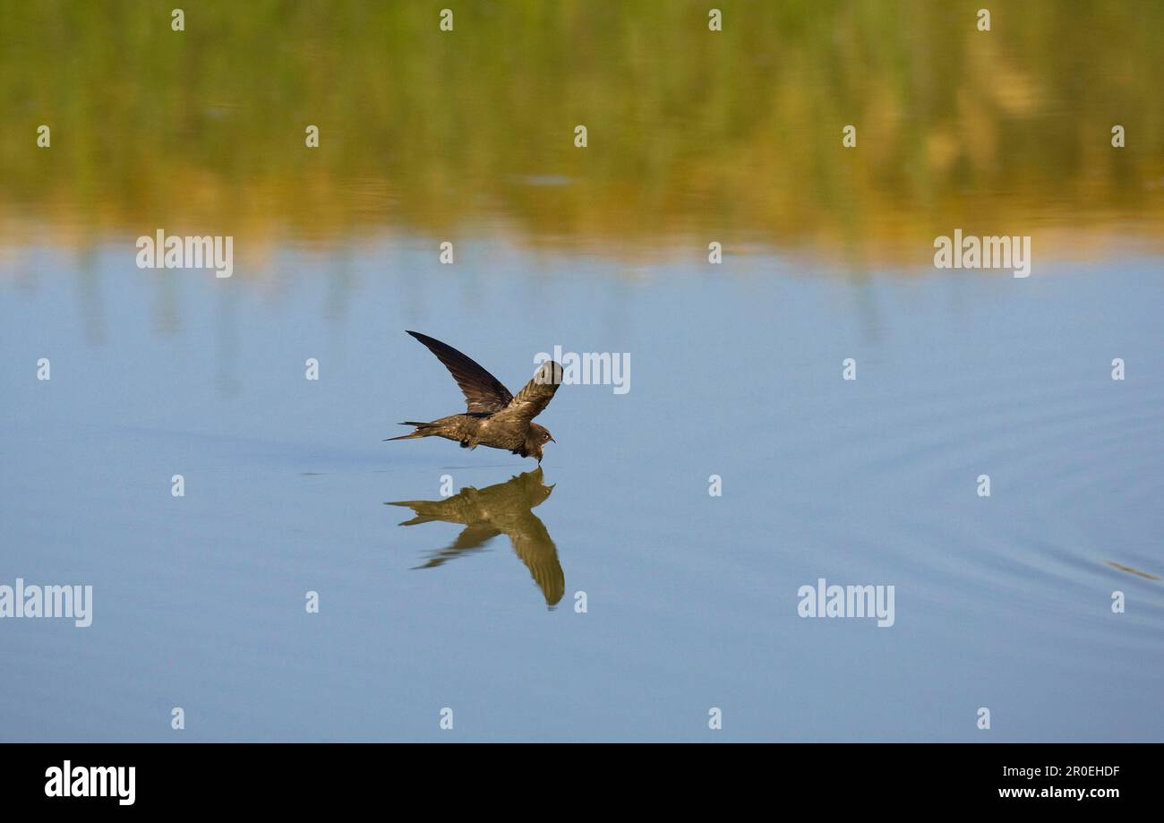 Common swift flight hi-res stock photography and images - Alamy