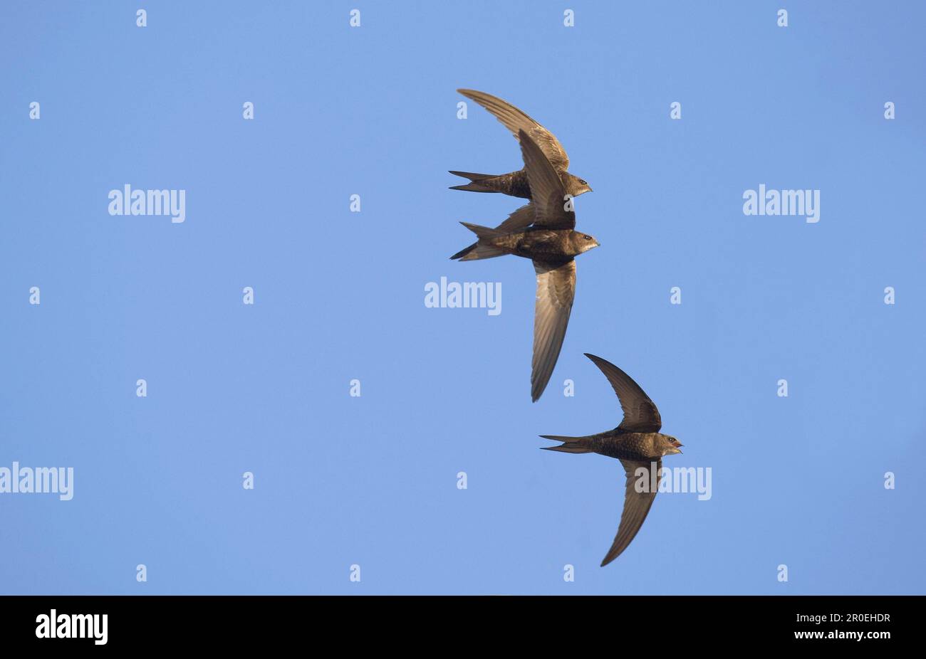 Common swift (Apus apus) three adults, in flight, Spain Stock Photo - Alamy